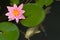 Koi under Water Lilly