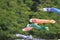 koinobori flown in the sky during children\\\'s day in japan