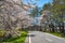 Koiwai Farm in springtime cherry beauty season ( April, May ) in sunny day morning