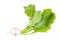 Kokabu japanese white salad turnip with greens