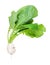 Kokabu white salad turnip with leaves cutout