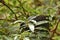 Kokako bird New Zealand are precious animal
