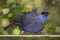 Kokako, bird at Tiritiri Matangi.