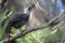 Kokako, endemic bird of New Zealand