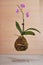 Kokedama moss ball with pink orchid phalaenopsis