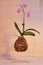 Kokedama moss ball with pink orchid phalaenopsis