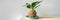 Kokedama orchid japanese moss ball plant. Gardening at home DIY decor crafts banner panoramic