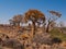 Kokerboom forest with aloe (quiver) trees