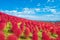 Kokia (summer cypress) at Hitachi Seaside Park