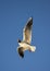 Kokmeeuw, Common Black-headed Gull, Croicocephalus ridibundus