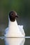 Kokmeeuw, Common Black-headed Gull, Croicocephalus ridibundus