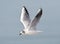 Kokmeeuw, Common Black-headed Gull, Croicocephalus ridibundus