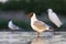 Kokmeeuw, Common Black-headed Gull, Croicocephalus ridibundus