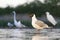 Kokmeeuw, Common Black-headed Gull, Croicocephalus ridibundus