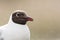 Kokmeeuw, Common Black-headed Gull, Croicocephalus ridibundus