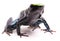 Kokoe poison dart frog Phyllobates aurotaenia