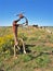 Kokopelli Sculpture at Edge of the Cedars