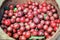 Kokum fruit Garcinia Indica in Basket for village