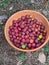 Kokum fruit used for kokum syrup, in a bucket.(Selective focus)