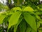 Kol banda (Pisonia alba Spanoghe) ornamental plant that has wide leaves