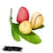 Kola Nut Fruits with Leaves Illustration Isolated