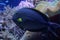 The Kole Tang, Spotted surgeonfish, Goldring surgeonfish