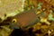 Kole Tang, Spotted surgeonfish, Goldring surgeonfish,Yellow-eyed Tang Ctenochaetus strigosus.