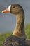 Kolgans, White-fronted Goose, Anser albifrons