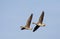 Kolgans, White-fronted Goose, Anser albifrons