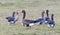 Kolgans, White-fronted Goose, Anser albifrons