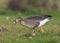 Kolgans, White-fronted Goose, Anser albifrons