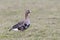 Kolgans, White-fronted Goose, Anser albifrons