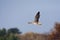 Kolgans, White-fronted Goose, Anser albifrons