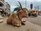 Kolhapur, Maharashtra India-July 16,2021; Side view of a brown haired with big horn Indian cow sitting on middle of the road. Peop