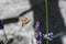 Kolibri hawk moth taking nectar from lavender