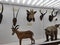 Kolkata, West Bengal, India-  Live foliage of mammals deer at Kolkata Museum