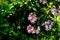 Kolkwitzia amabilis pink blossoming beauty bush, close up. Linnaea amabilis rose flowers in garden, closeup. Light pink flowering