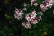 Kolkwitzia amabilis pink blossoming beauty bush, close up. Linnaea amabilis rose flowers in garden, closeup. Light pink flowering