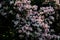 Kolkwitzia amabilis pink blossoming beauty bush, close up. Linnaea amabilis rose flowers in garden, closeup. Light pink flowering