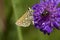 Kommavlinder, Silver-spotted Skipper, Hesperia comma