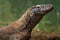 Komodo dragon background blur