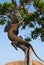 Komodo dragon climbed a tree. Very rare picture. Indonesia. Komodo National Park.