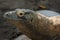 Komodo Dragon Close Up Face Resting Lizard Reptile