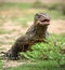 Komodo dragon. Close up portrait. Varanus komodoensis