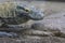 Komodo dragon dangerous reptile head portrait