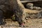 Komodo Dragon Feeding On Meet