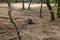 Komodo Dragon in a Forest