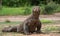 Komodo dragon with the forked tongue sniff air. Close up portrait.