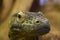 Komodo Dragon Giant Reptile Close Up Headshot