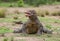 Komodo dragon is on the ground. Indonesia. Komodo National Park.